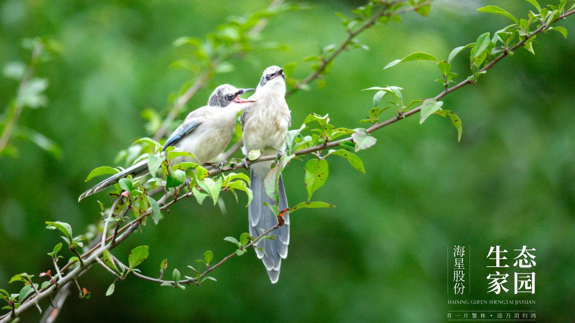 海星第30期攝影展 | 生態(tài)家園鳥類圖鑒